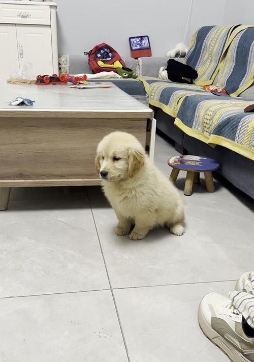 金毛犬不能吃的15种食物｜健康饮食全攻略(图1)