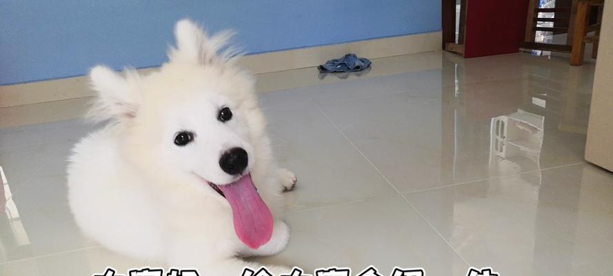 狗狗刨地板原因及解决方法｜宠物行为全攻略