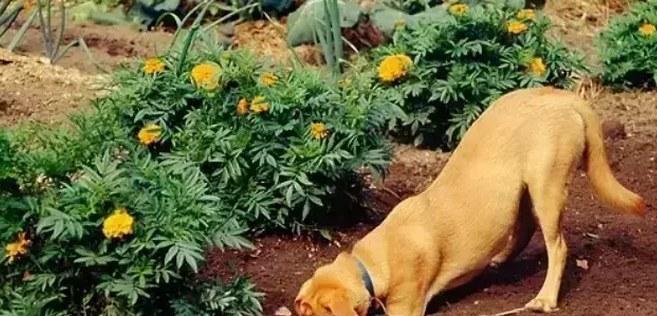 狗狗刨地板原因及解决方法|宠物行为全攻略(图2) 狗狗刨地板原因及解决方法|宠物行为全攻略(图2)