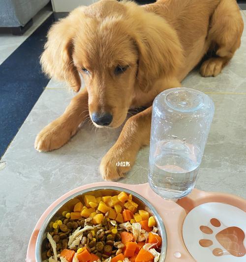 金毛犬不能吃的15种食物｜健康饮食全攻略(图3)