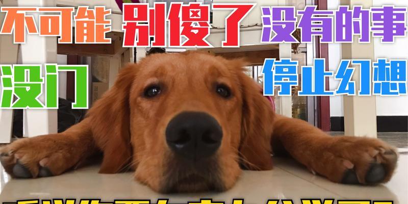 金毛犬不能吃的15种食物｜健康饮食全攻略(图2)