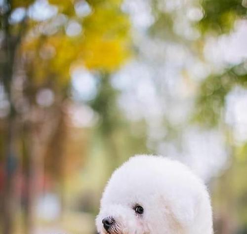 爆毛狗狗全攻略|那些蓬松可爱又高颜值的伴侣犬(图1) 爆毛狗狗全攻略|那些蓬松可爱又高颜值的伴侣犬(图1)