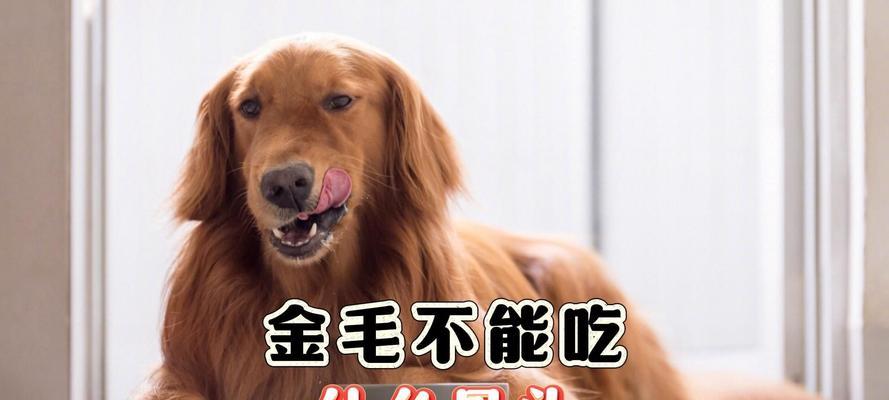 金毛喂食时间全攻略｜科学安排饮食护航宠物健康