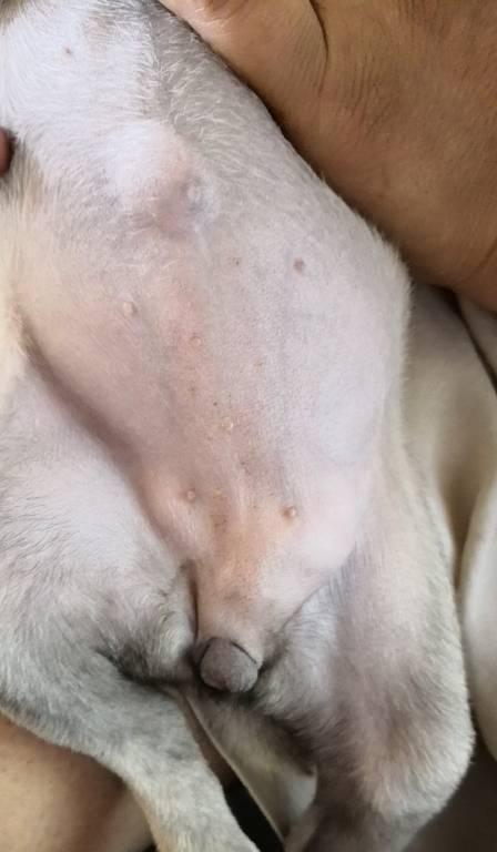 小狗为什么没有肚脐|揭秘狗狗肚脐消失的奥秘(图3) 小狗为什么没有肚脐|揭秘狗狗肚脐消失的奥秘(图3)