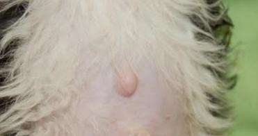 小狗为什么没有肚脐|揭秘狗狗肚脐消失的奥秘(图2) 小狗为什么没有肚脐|揭秘狗狗肚脐消失的奥秘(图2)