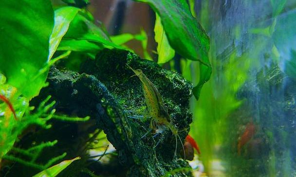 水草适合何种水质|实用指南助你选对品种(图2) 水草适合何种水质|实用指南助你选对品种(图2)