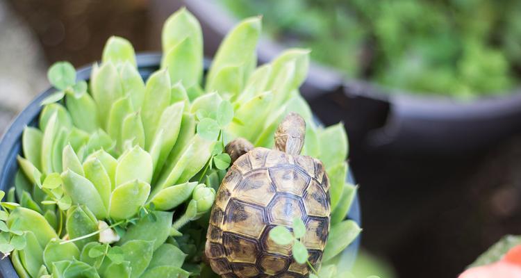 乌龟进食时间全攻略｜掌握规律助健康(图2)