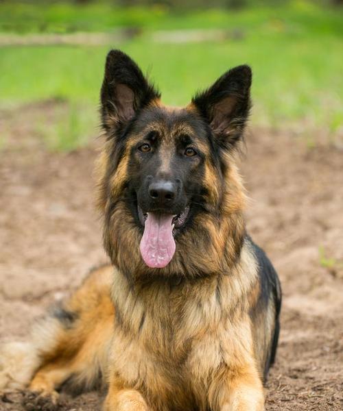 狗的本领和外形解密|狗狗能力与外貌特征全攻略(图2) 狗的本领和外形解密|狗狗能力与外貌特征全攻略(图2)