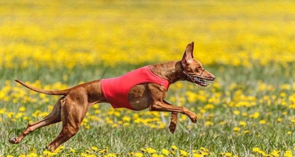 狗的本领和外形解密|狗狗能力与外貌特征全攻略(图3) 狗的本领和外形解密|狗狗能力与外貌特征全攻略(图3)