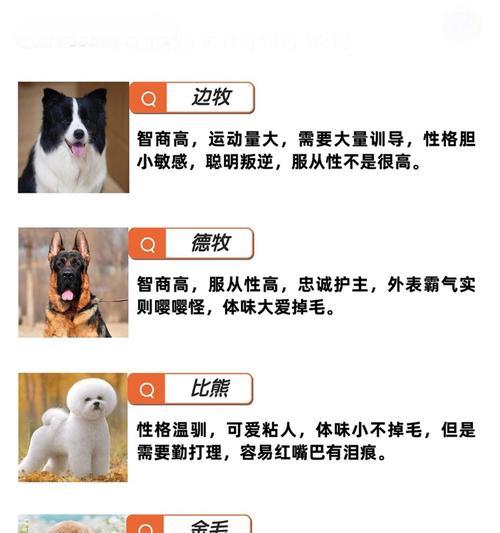 狗的本领和外形解密|狗狗能力与外貌特征全攻略(图1) 狗的本领和外形解密|狗狗能力与外貌特征全攻略(图1)