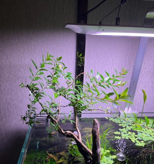 水草适合何种水质｜实用指南助你选对品种