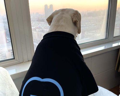 金毛狗掉毛周期与原因全攻略｜科学管理宠物毛发