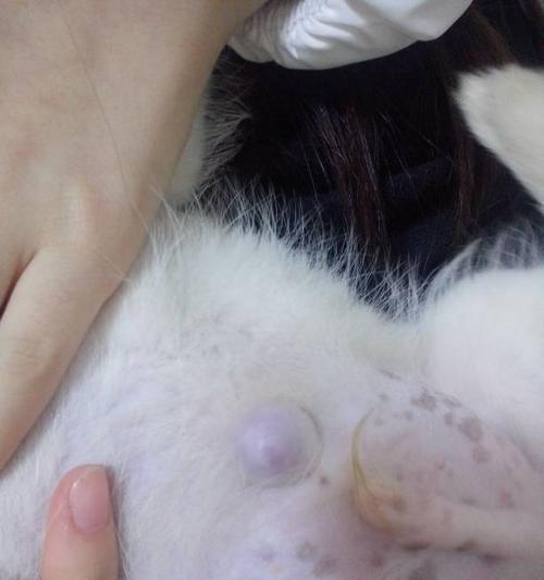 小狗为什么没有肚脐|揭秘狗狗肚脐消失的奥秘(图1) 小狗为什么没有肚脐|揭秘狗狗肚脐消失的奥秘(图1)