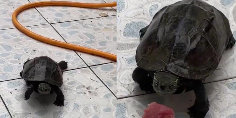 乌龟进食时间全攻略｜掌握规律助健康(图3)