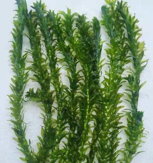 水草适合何种水质|实用指南助你选对品种(图3) 水草适合何种水质|实用指南助你选对品种(图3)