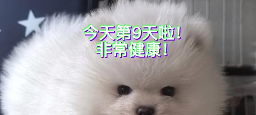 成都犬舍全攻略｜探索宠物友好城市的养宠天堂