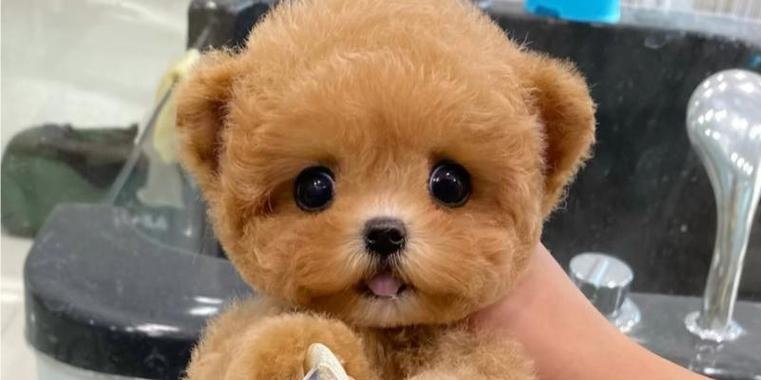 泰迪犬饲养全攻略｜性格外貌训练技巧一文掌握(图1)