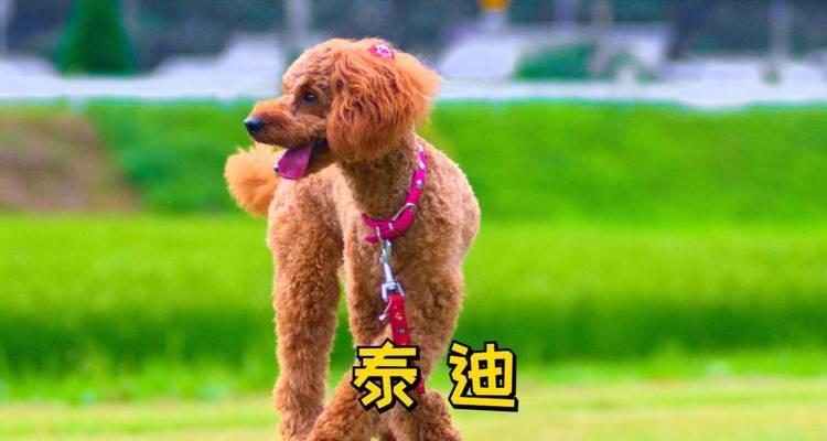 泰迪犬饲养全攻略｜性格外貌训练技巧一文掌握(图3)
