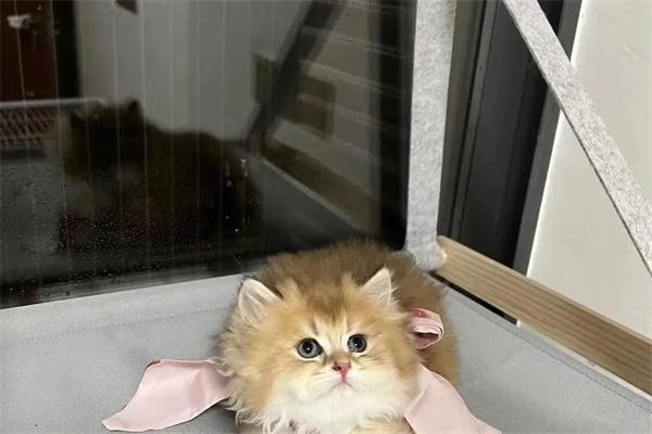 猫咪体温多少算发烧｜新手养猫必备指南(图1)