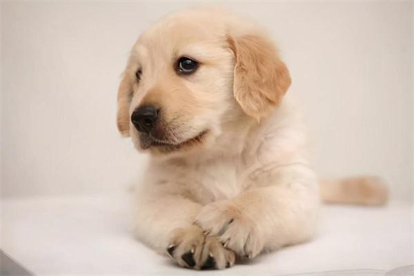 狗粮太咸对狗狗有什么影响? 狗粮太咸的影响及处理方法|狗狗健康全攻略(图1)