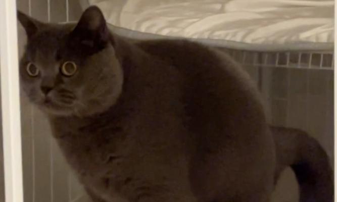 猫的粪便特征与健康指标｜养猫必备实用指南(图3)