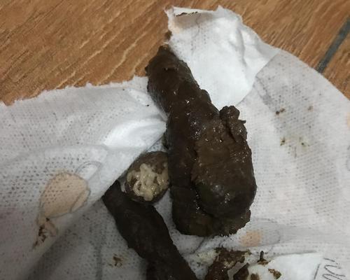 猫的粪便特征与健康指标｜养猫必备实用指南