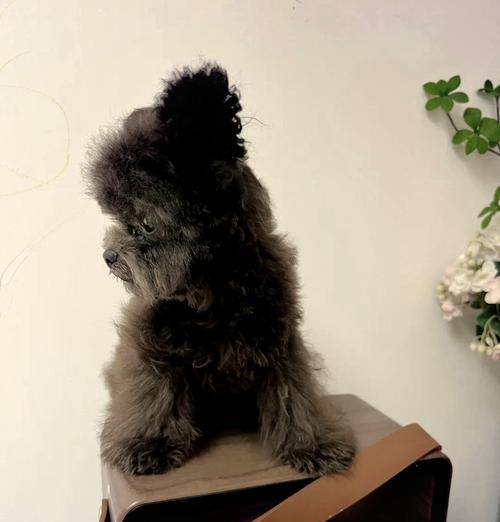 狗狗立耳全攻略｜饮食如何影响耳朵健康(图2)