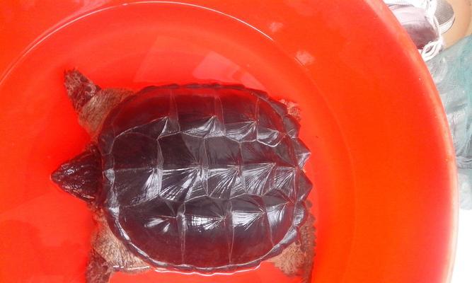 大乌龟饮食习性与食物选择指南｜科学饲养核心技巧(图2)