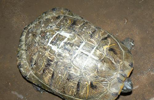 大乌龟饮食习性与食物选择指南｜科学饲养核心技巧