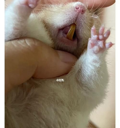 仓鼠磨牙重要性及工具选择指南|宠物养护核心技巧(图2) 仓鼠磨牙重要性及工具选择指南|宠物养护核心技巧(图2)