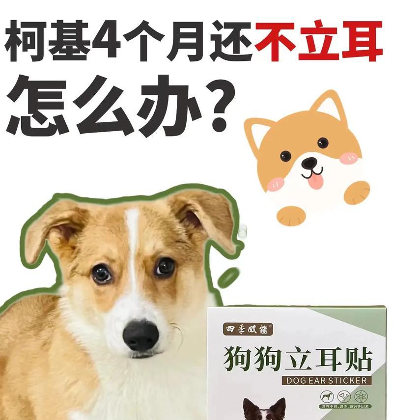狗狗立耳全攻略｜饮食如何影响耳朵健康(图3)
