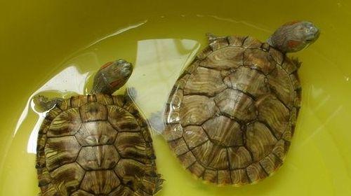 大乌龟饮食习性与食物选择指南｜科学饲养核心技巧(图3)