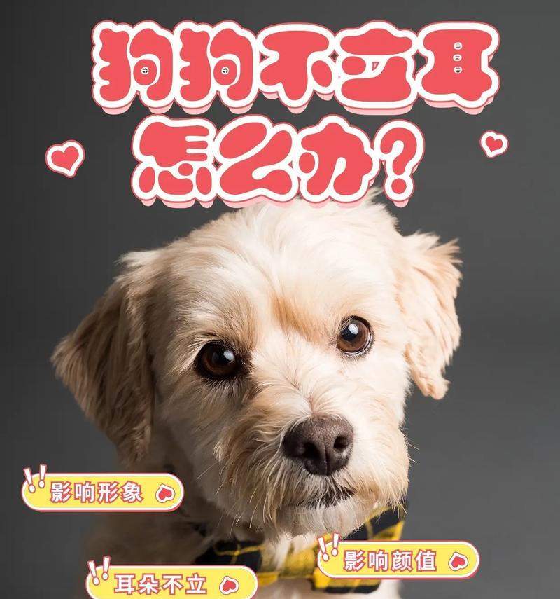 狗狗立耳全攻略｜饮食如何影响耳朵健康(图1)