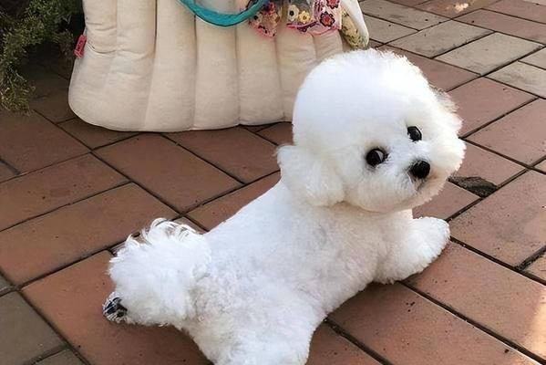 比熊尴尬期全攻略｜了解特征与应对方法