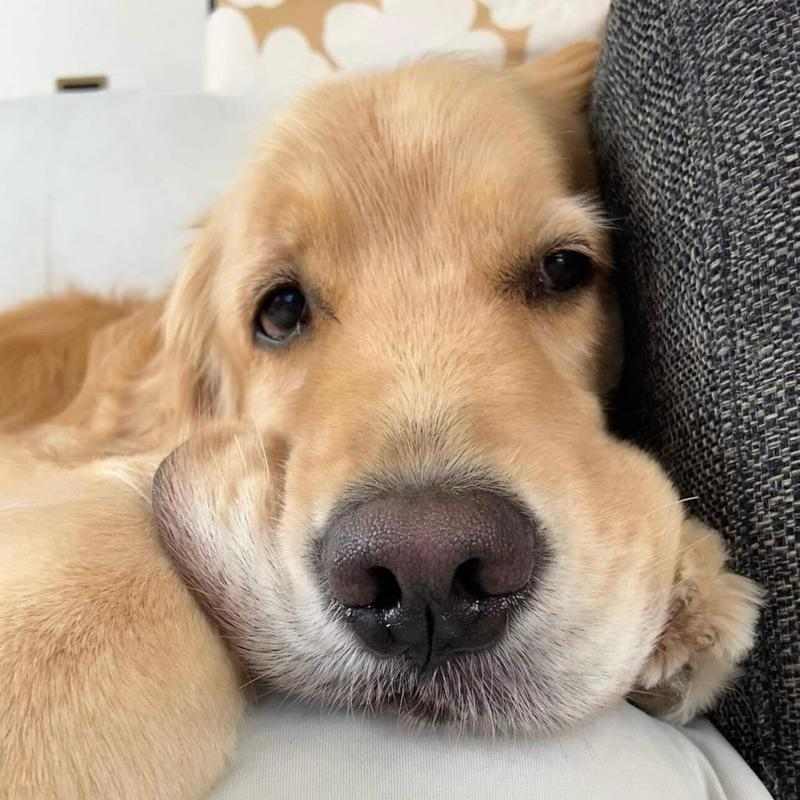 金毛犬名字选择指南｜如何为你的狗狗挑选合适名字(图2)