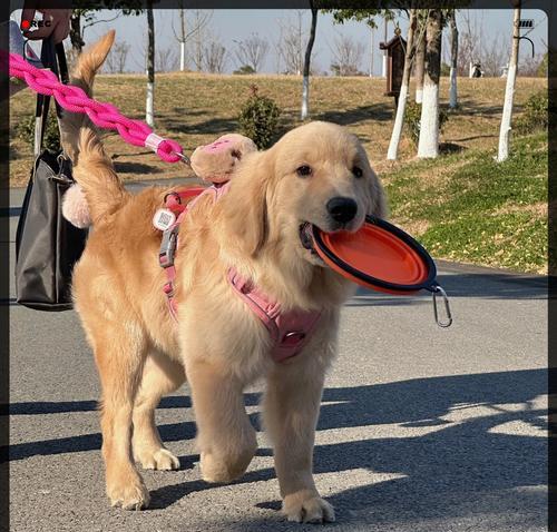 金毛犬名字选择指南｜如何为你的狗狗挑选合适名字