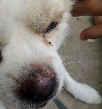 狗喷嚏背后的病毒传播威胁｜宠物健康防护指南(图3)