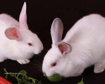 肉兔颜色全攻略：探索不同毛色的独特魅力