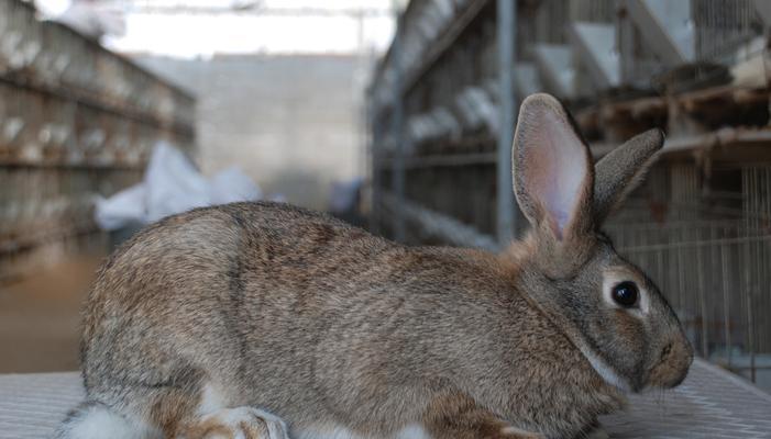 肉兔颜色全攻略：探索不同毛色的独特魅力(图2)