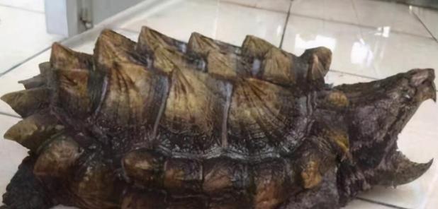 小鳄龟饮食禁忌全攻略｜宠物饲养必备知识(图2)