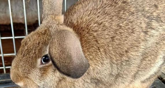 肉兔颜色全攻略：探索不同毛色的独特魅力(图3)