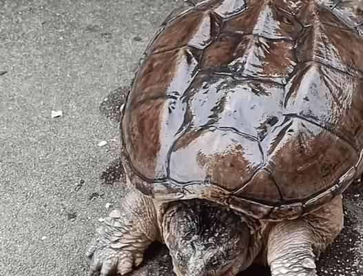 小鳄龟饮食禁忌全攻略｜宠物饲养必备知识(图3)