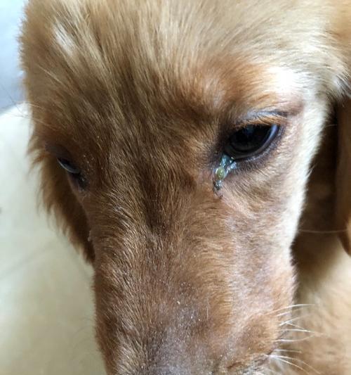 狗喷嚏背后的病毒传播威胁｜宠物健康防护指南(图2)