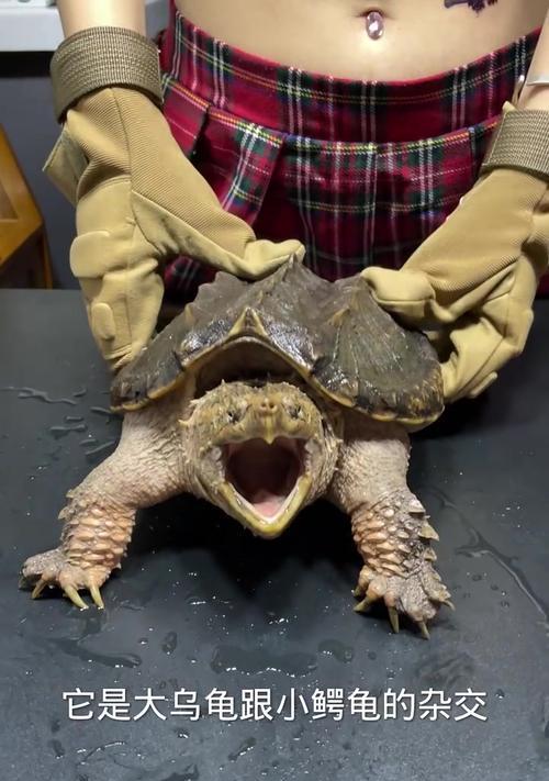 小鳄龟饮食禁忌全攻略｜宠物饲养必备知识