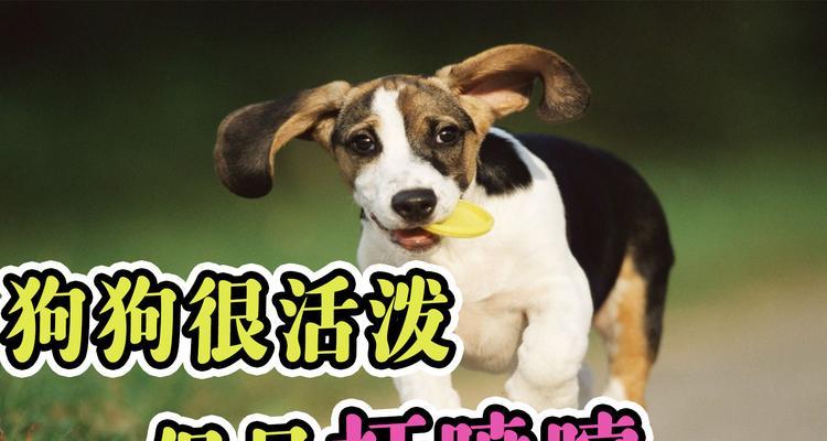 狗喷嚏背后的病毒传播威胁｜宠物健康防护指南(图1)