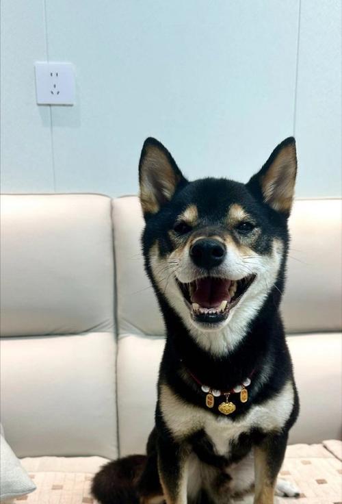 白鼻子狗品种全攻略｜认识可爱又忠诚的伴侣犬(图3)