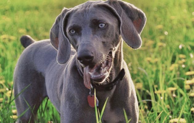 狗的耳朵长什么样｜全面解析犬类耳朵特征与功能(图3)