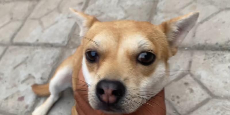 狗的耳朵长什么样｜全面解析犬类耳朵特征与功能(图2)