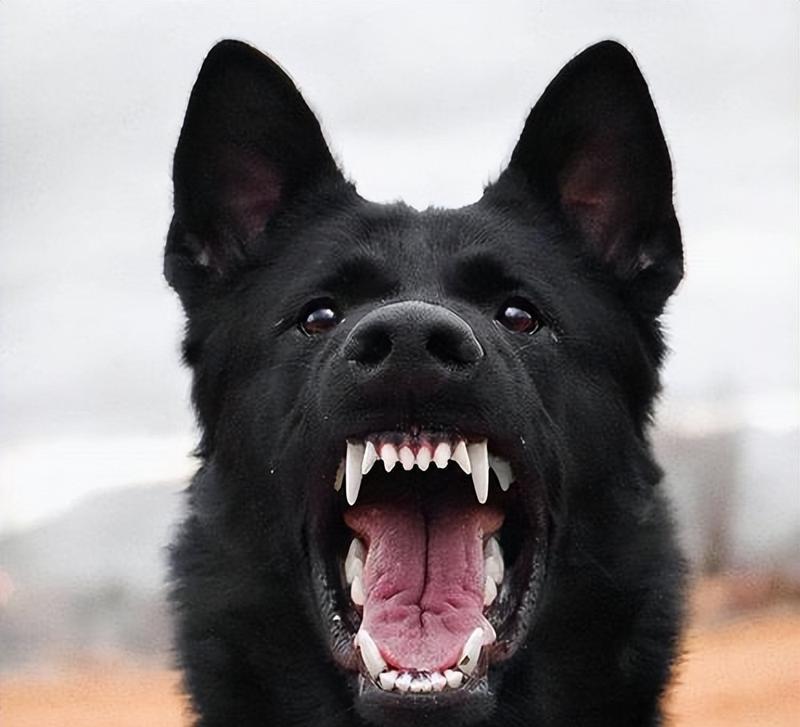 黑狗白胸品种特点与饲养指南｜宠物养护全攻略