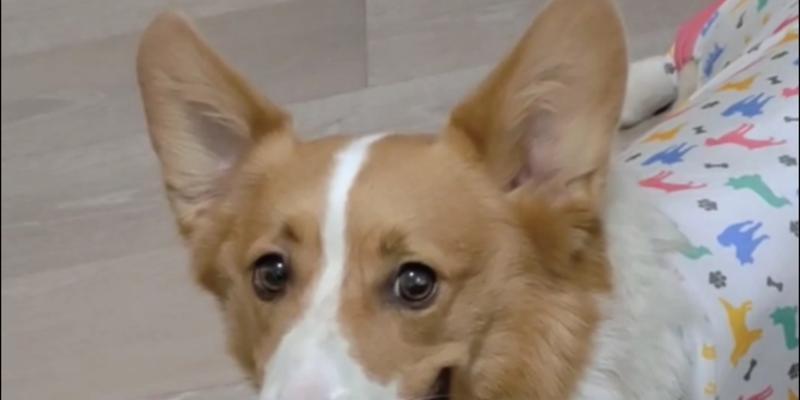 狗的耳朵长什么样｜全面解析犬类耳朵特征与功能(图1)